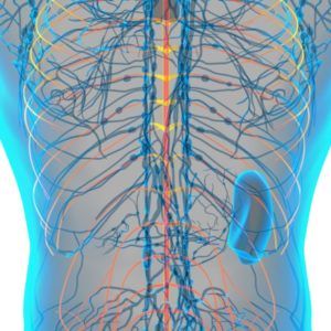 Bio regulación Segmento metamérica
